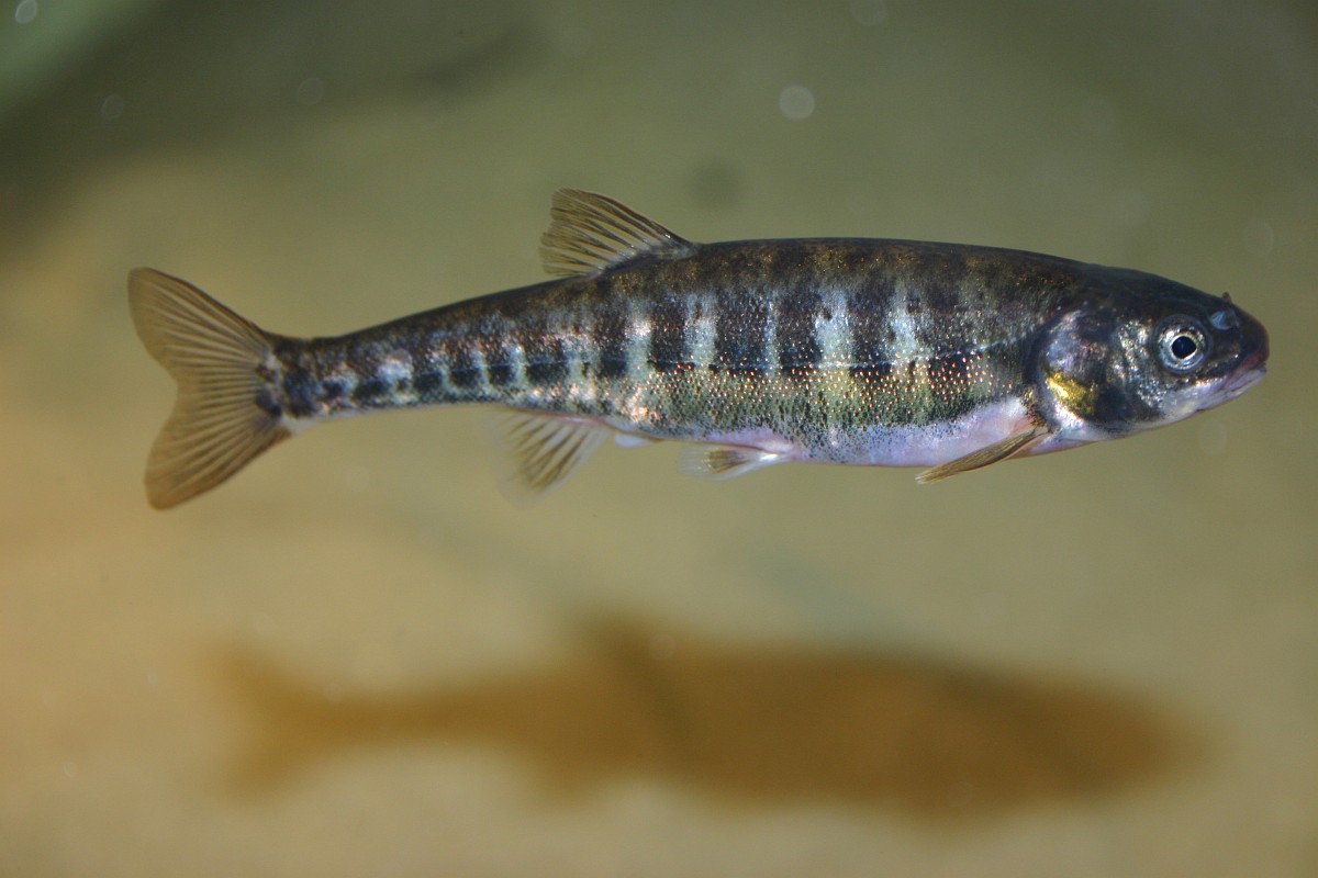 Phoxinus phoxinus, Minnow